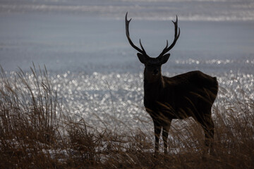 deer in the wild