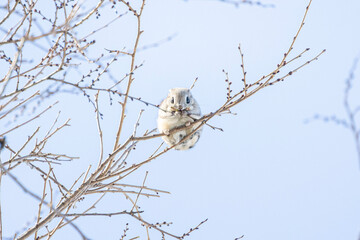 flying squirrel eating on a tall tree