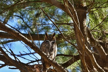 The great horned owl is a large owl native to the Americas. It is an extremely adaptable bird with a vast range and is the most widely distributed true owl in the Americas.	