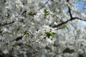 Pollinated white flowers of plum tree in April