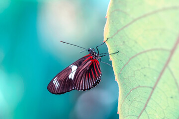 Macro shots, Beautiful nature scene. Closeup beautiful butterfly sitting on the flower in a summer garden.