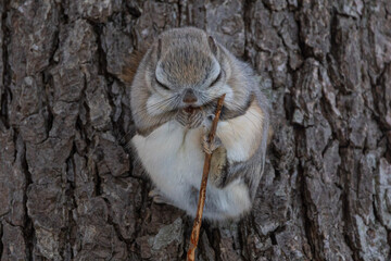 sleeping flying squirrel