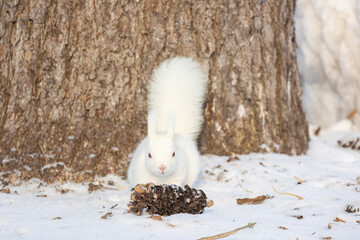 white squirrel in the snow