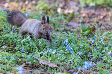squirrel in the flower