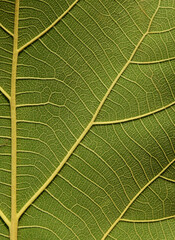 macro green teak leaf texture