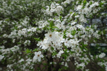 Springtime flowers and fresh leaves of plum tree