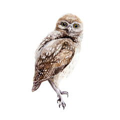 Owl bird watercolor illustration. Small wild nature bird element. Hand drawn avian predator sitting on a branch image. Brown owl Isolated on white background