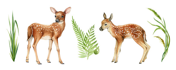 Two forest small deers. Beautiful fawn image. Forest and park wildlife animal set on white background. Watercolor bambi illustration. Wild young deer animal with white back spots, fern, grass elements