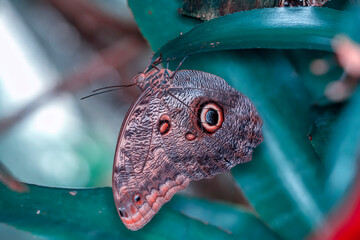 Fototapeta premium Macro shots, Beautiful nature scene. Closeup beautiful butterfly sitting on the flower in a summer garden.