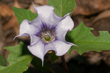 Close up view of a purple-white Datura stramonium flower. A toxic plant with psychoactive...