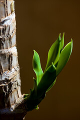 Sprout of palm tree.