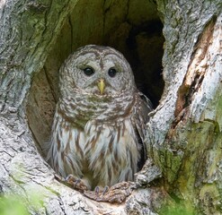 Barred Owl.