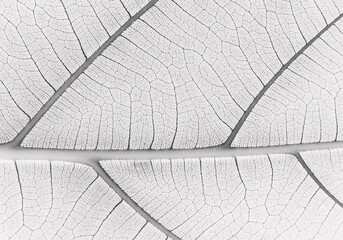 close up white leaf texture - 429011264