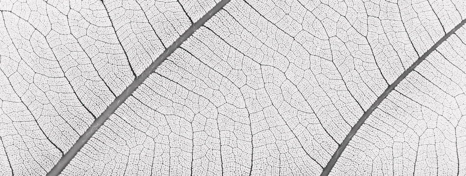 close up white leaf texture