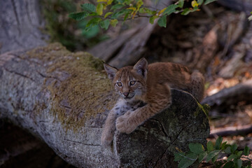 Lynx boréal juvénile