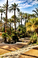 Fototapeta na wymiar Beautiful and leafy municipal park in Elche between palm trees