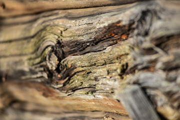 Wood texture of an old wooden wall. Selective focus. Background for design.
