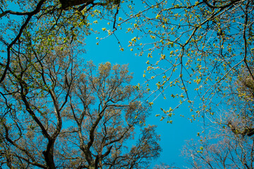 branches against blue sky