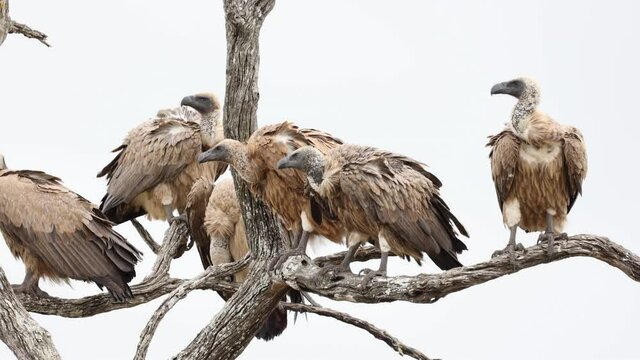A committee of white backed vultures