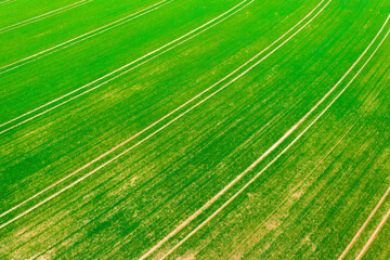 Aerial view about cultivated early wheat field at countryside, farm concept, agriculture texture.