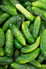 organic products, healthy food, harvesting for future use, pickling vegetables, pickling cucumbers. lot of young cucumbers as background