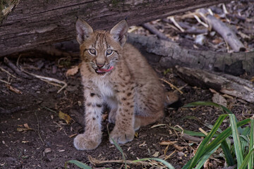 Lynx boréal juvénile