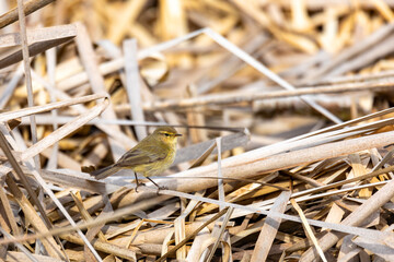 small song bird Willow Warbler (Phylloscopus trochilus) sitting on the branch. Little songbird in the natural habitat. Spring time. Czech Republic, Europe wildlife