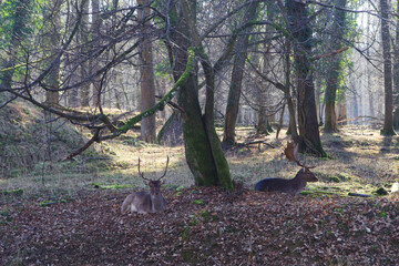 Deers in the forest in Germany