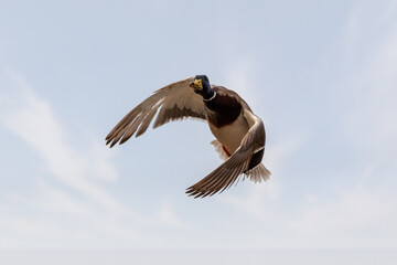 male of duck flying over the pond. wild bird mallard (Anas platyrhynchos) in countryside. Czech Republic, Europe wildlife