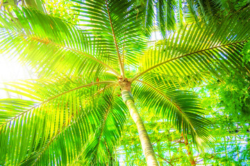 Fototapeta premium View from below upwards on palm tree against the sky. Beautiful background with tropical palm trees, sunlight, Bali, Indonesia. Paradise design banner background.