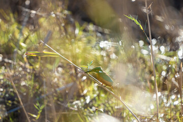 A elusive and young kingfisher flying and laying on a branch in its natural habitat with some golden light incoming. 