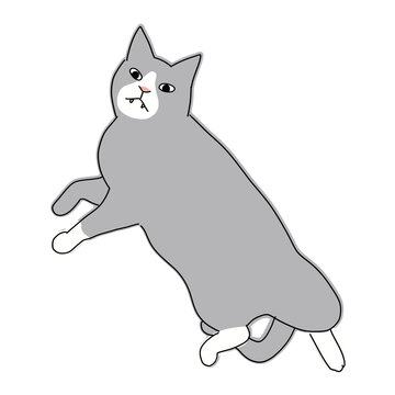 白黒猫 Images Browse 400 Stock Photos Vectors And Video Adobe Stock