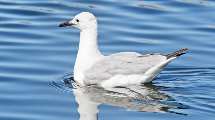 Close-up of a Seagull swimming alone on blue water.