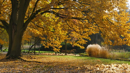 Złota jesień w parku śląskim II