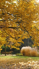 Złota jesień w parku śląskim