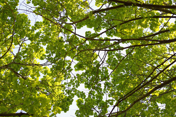 green leaves and sun