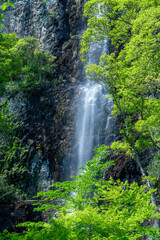 Fototapeta na wymiar A photo of early summer with beautiful fresh greenery and waterfalls