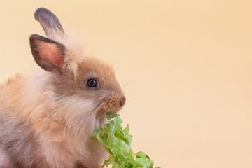 Cute rabbit eating vegetables