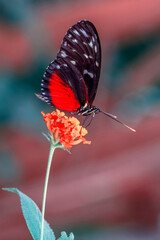 Macro shots, Beautiful nature scene. Closeup beautiful butterfly sitting on the flower in a summer garden.