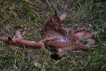 Famille de Lynx boréal