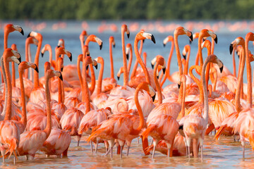 American aka Caribbean flamingos Phoenicopterus ruber at the lagoon of Celestun, Yucatan, Mexico - obrazy, fototapety, plakaty