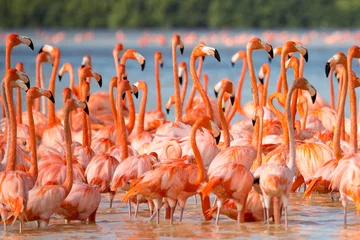 Foto op Canvas American aka Caribbean flamingos Phoenicopterus ruber at the lagoon of Celestun, Yucatan, Mexico © Jürgen Bochynek