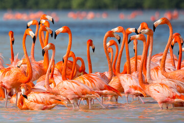 American aka Caribbean flamingos Phoenicopterus ruber at the lagoon of Celestun, Yucatan, Mexico - obrazy, fototapety, plakaty