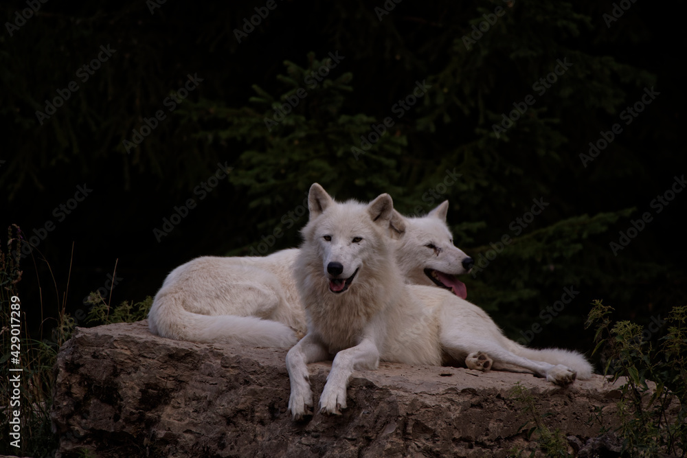 Canvas Prints Loups arctiques