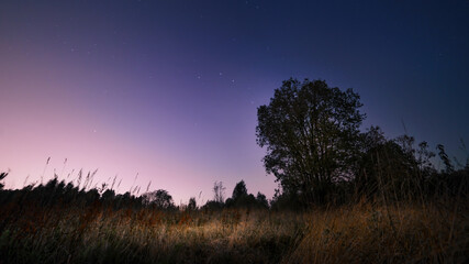 Fototapeta na wymiar Night scene with meadow, lonely tree and starry sky