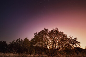 Fototapeta na wymiar Lonely tree under the starry sky