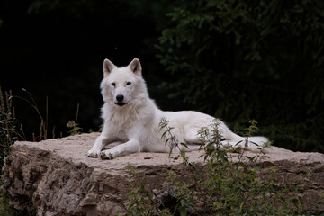 Naklejka na ściany i meble Loup blanc arctique