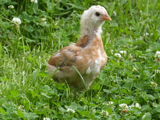 Junger Huhn, Küken