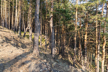 Horizontal photo of a group of brown pine trees with green needles in the forest in summer
