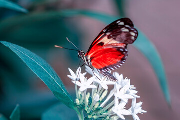 Macro shots, Beautiful nature scene. Closeup beautiful butterfly sitting on the flower in a summer garden. © blackdiamond67